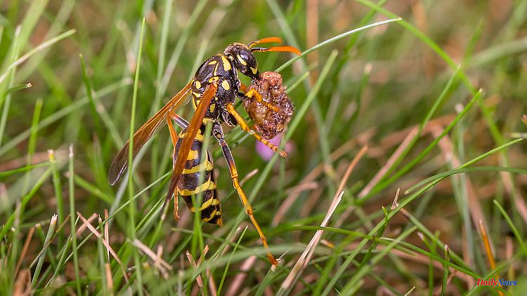 Scientists alarmed: Insects are not adequately protected worldwide