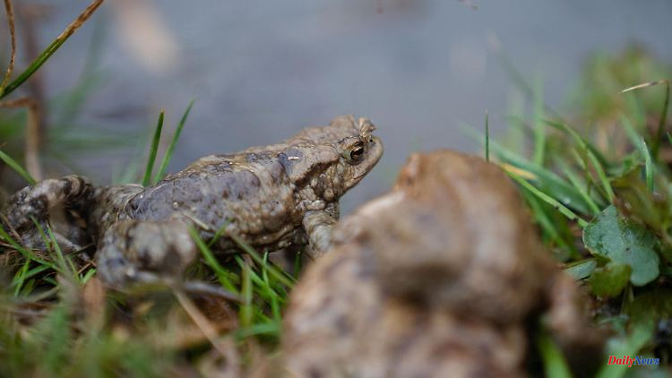 Saxony-Anhalt: The first amphibians are migrating again: a big wave is yet to come