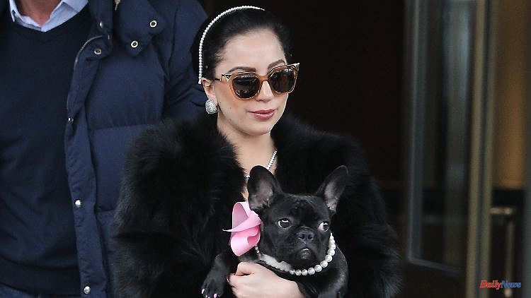 Compensation demanded: Lady Gaga sued by accomplice of bulldog thieves