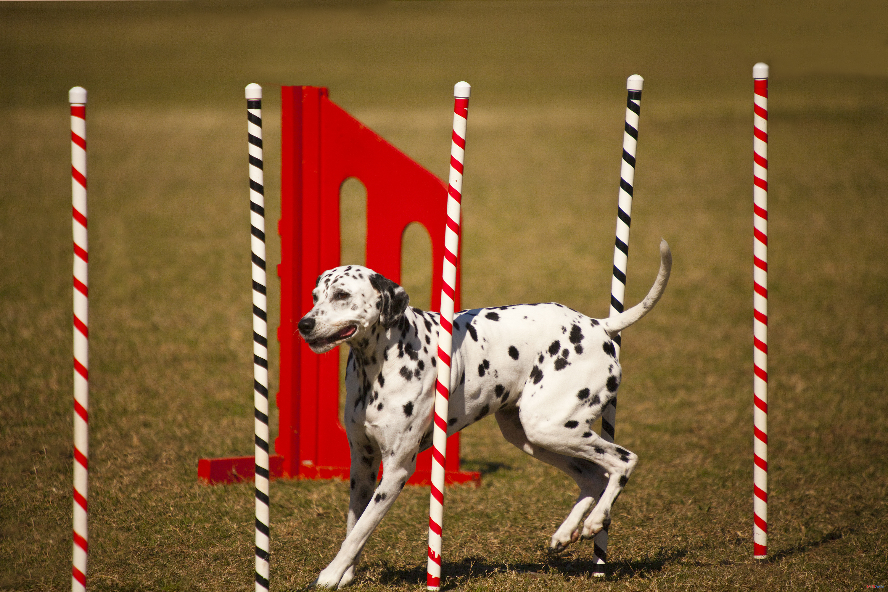Spain Animal Welfare Law: if I already have a dog, do I have to take the course?