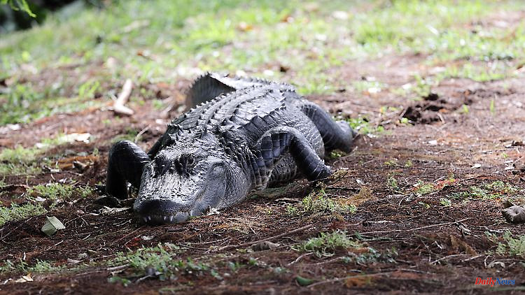 Reptile attack in Florida: Alligator kills 85-year-old while walking