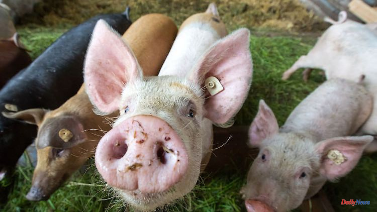 Thuringia: Thuringian pig farmers criticize federal funding plans