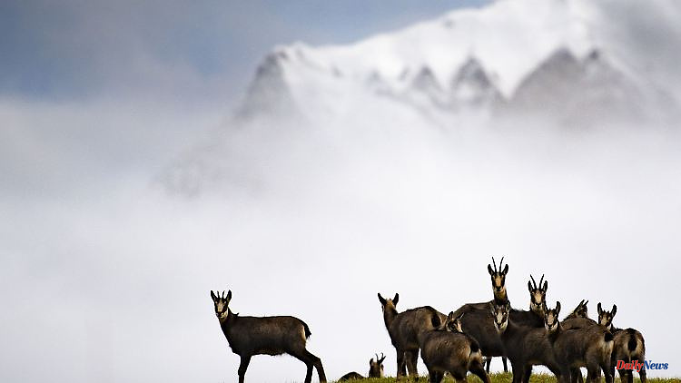 Bavaria: More chamois counted in the Alps
