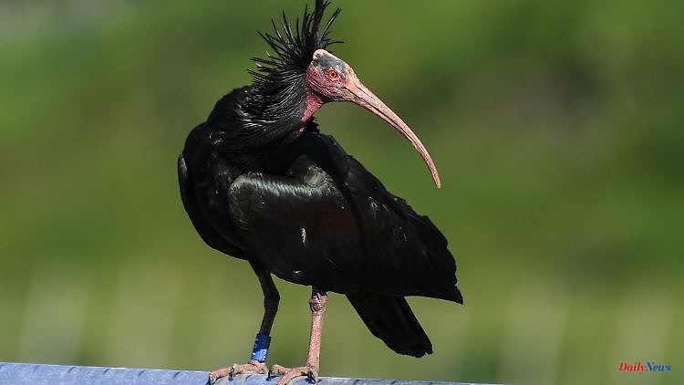 Baden-Württemberg: reintroduction of the northern bald ibis on the right track