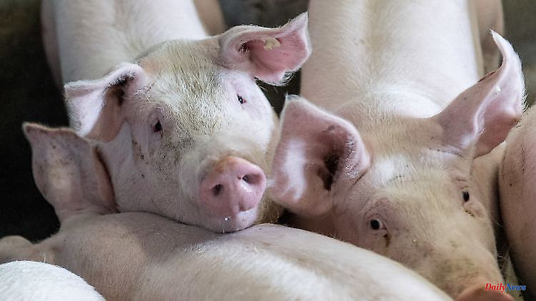Seven cases uncovered: Pig farm in NRW accused of animal cruelty