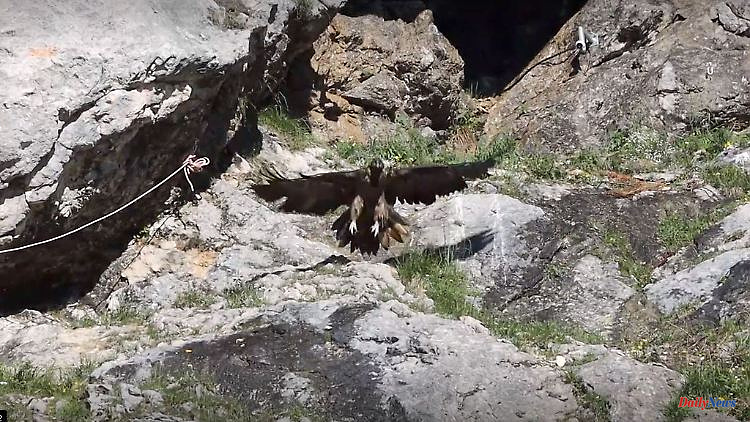 Bavaria: bearded vulture Dagmar and Recka: weathered the winter well so far