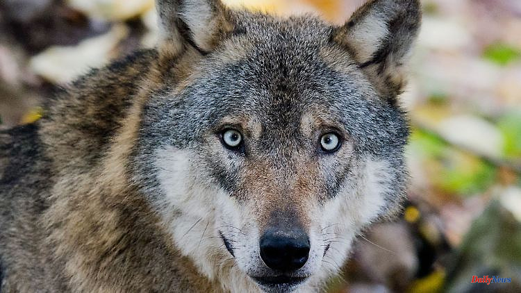 Saxony-Anhalt: FDP wants to include wolf in the hunting law