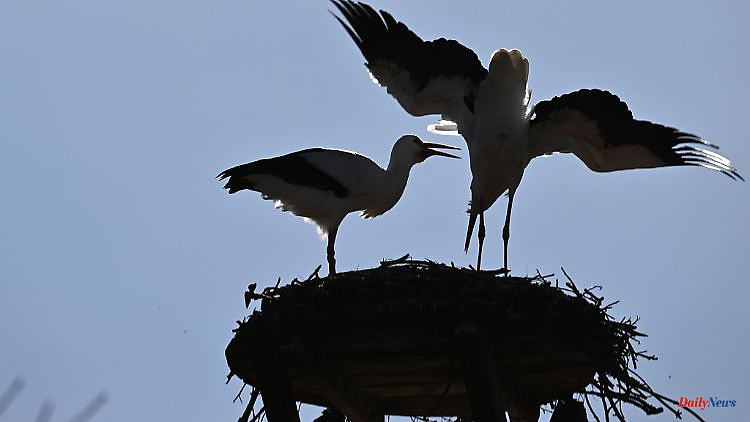 Baden-Württemberg: spring fever in winter: the first storks are back