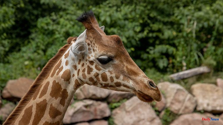 Baden-Württemberg: Lindani strengthens the herd of giraffes in the Wilhelma