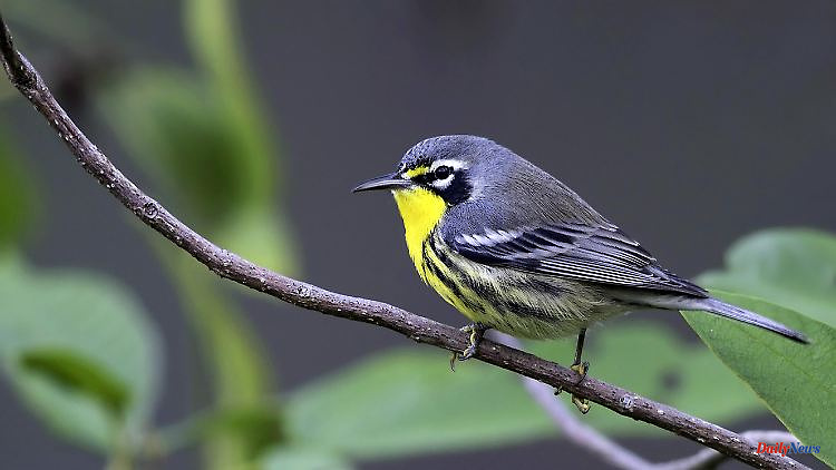 "Dorian" destroys habitat: hurricane almost wipes out rare bird population