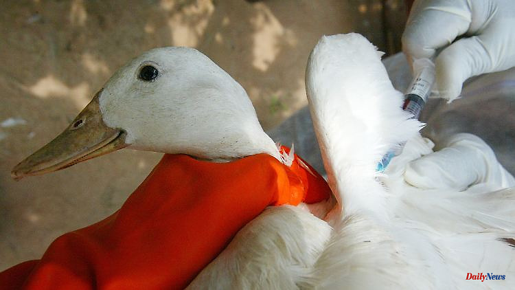 First death since 2014: 11-year-old dies of bird flu in Cambodia