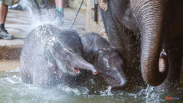 Saxony: Ambassador baptizes elephant daughter "Precious Jewel"