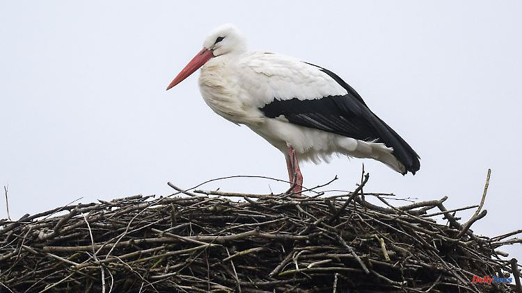 Mecklenburg-West Pomerania: First white storks back in the northeast