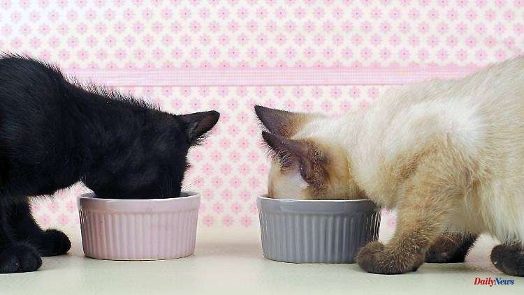 Wet food in the test: six cat foods are "very good"