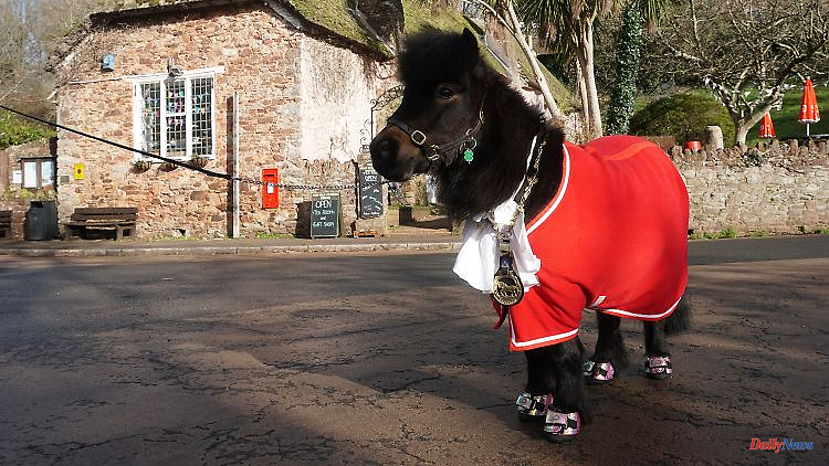 Fluffy Mayor: How a Pony Rules an English Village