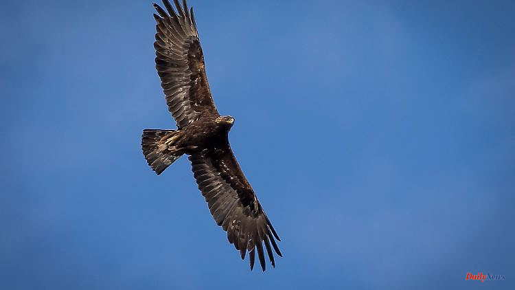 Hesse: Golden eagle sighted over Hesse