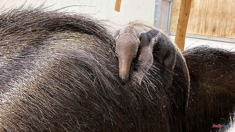 Saxony: Baby anteater born in Leipzig Zoo
