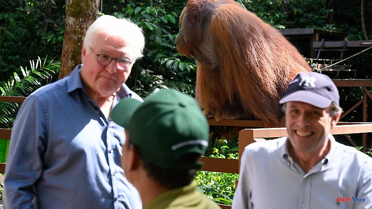 Targeted by orangutans: Steinmeier has to stop making a press statement