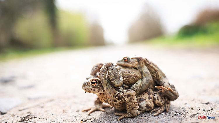 Saxony: Chemnitz is looking for volunteers for toad migration