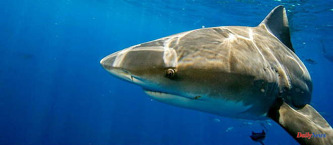 Eight-year-old boy miraculously escapes shark attack!