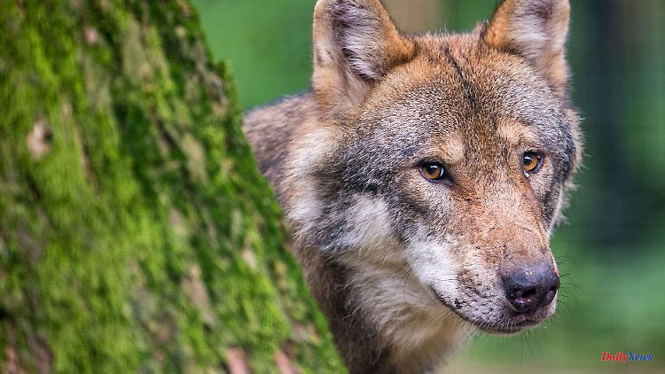 Saxony: references to young wolves in Liebschützberg