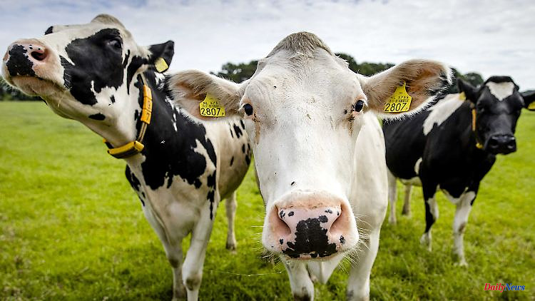 Less dangerous for humans: first case of BSE since 2011 discovered in the Netherlands