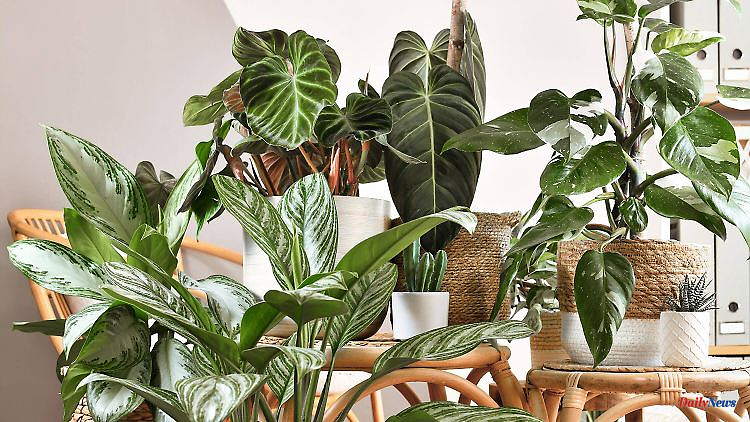 Plants for dark rooms: These plants hardly need any light