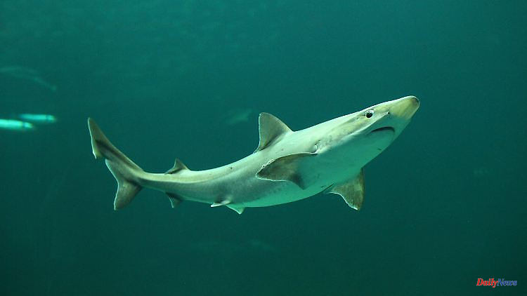 Argentina drama: remains of missing person found in shark's stomach