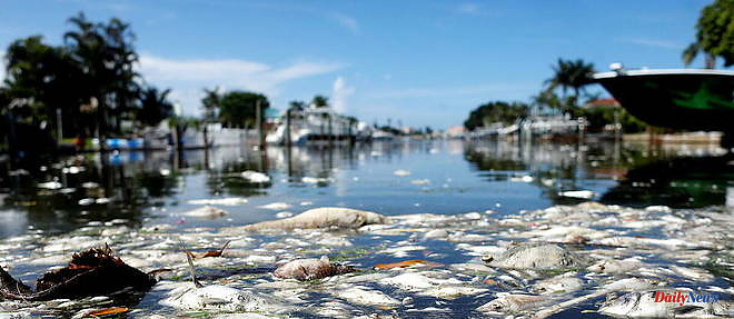 Florida, from paradise coast to nest of toxic algae
