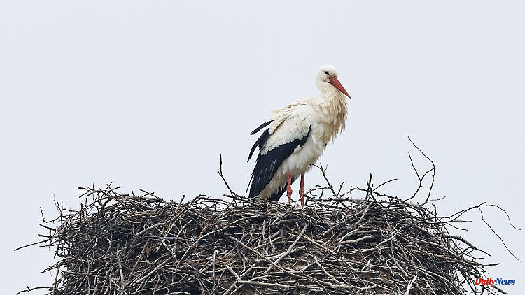 North Rhine-Westphalia: Many storks back in NRW: soon the mating season will begin