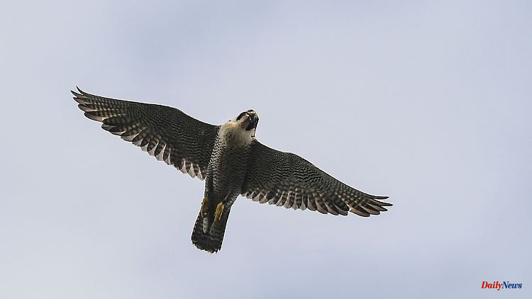 North Rhine-Westphalia: Significantly more young peregrine falcons in NRW