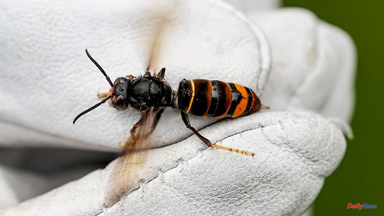 Bee colonies in danger: Asian hornets are spreading in Germany