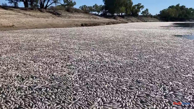 In Australia, millions of dead fish discovered in a river