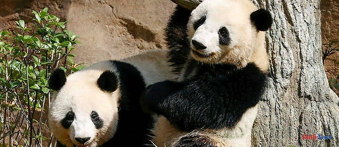 Panda 'dates' in a zoo in Denmark: why the panda doesn't care about sex