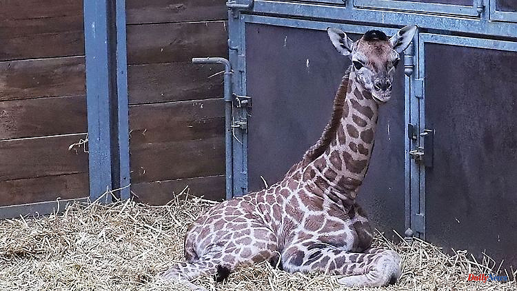 Saxony: Leipzig Zoo is looking for a name for a young giraffe