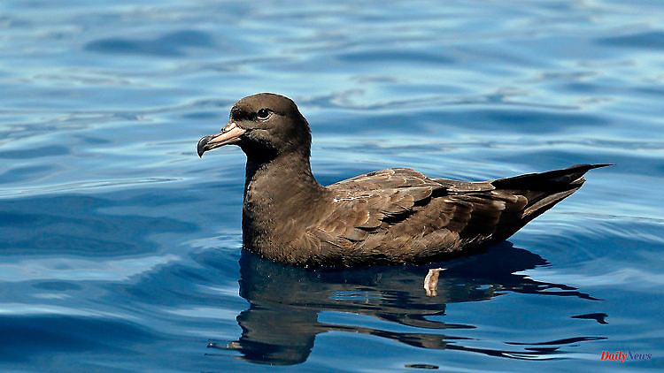 Just "tip of the iceberg"?: "Plasticosis" threatens seabird species