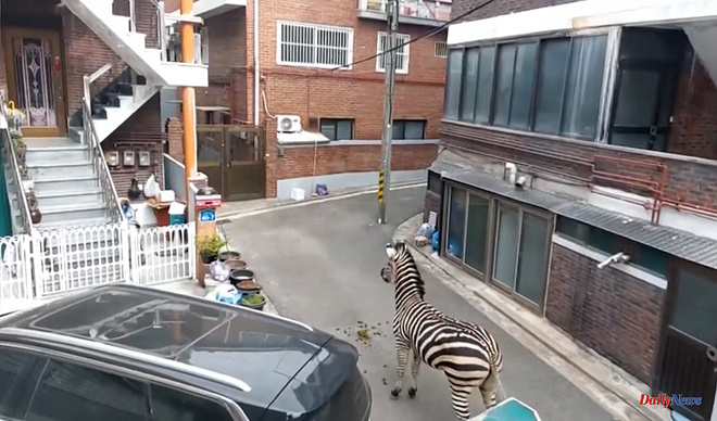 South Korea A zebra walks through the streets of Seoul to the disbelief of the neighbors