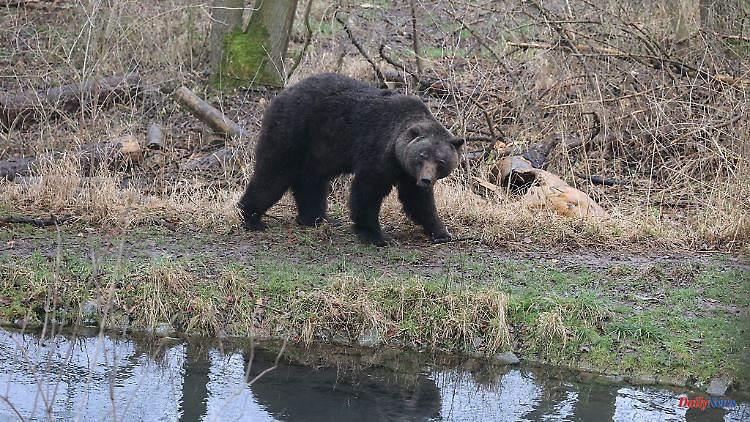 Thuringia: Brown bear Max died in the Worbis bear park