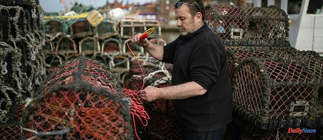 In England, a hatchery to preserve the future of lobsters and fishermen