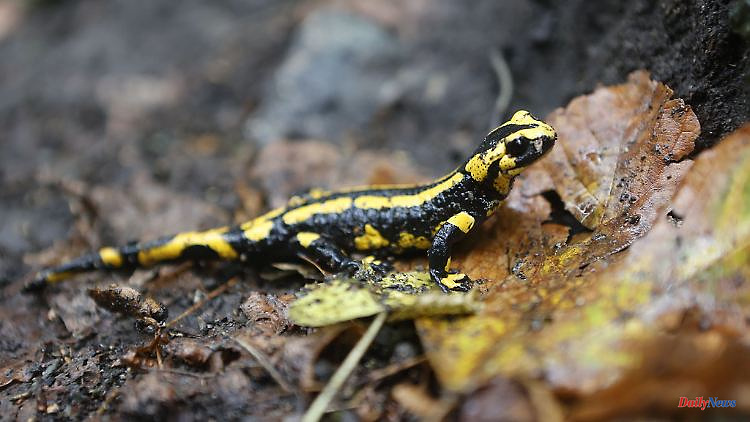 Saxony: Environmental protection association focuses on fire salamanders