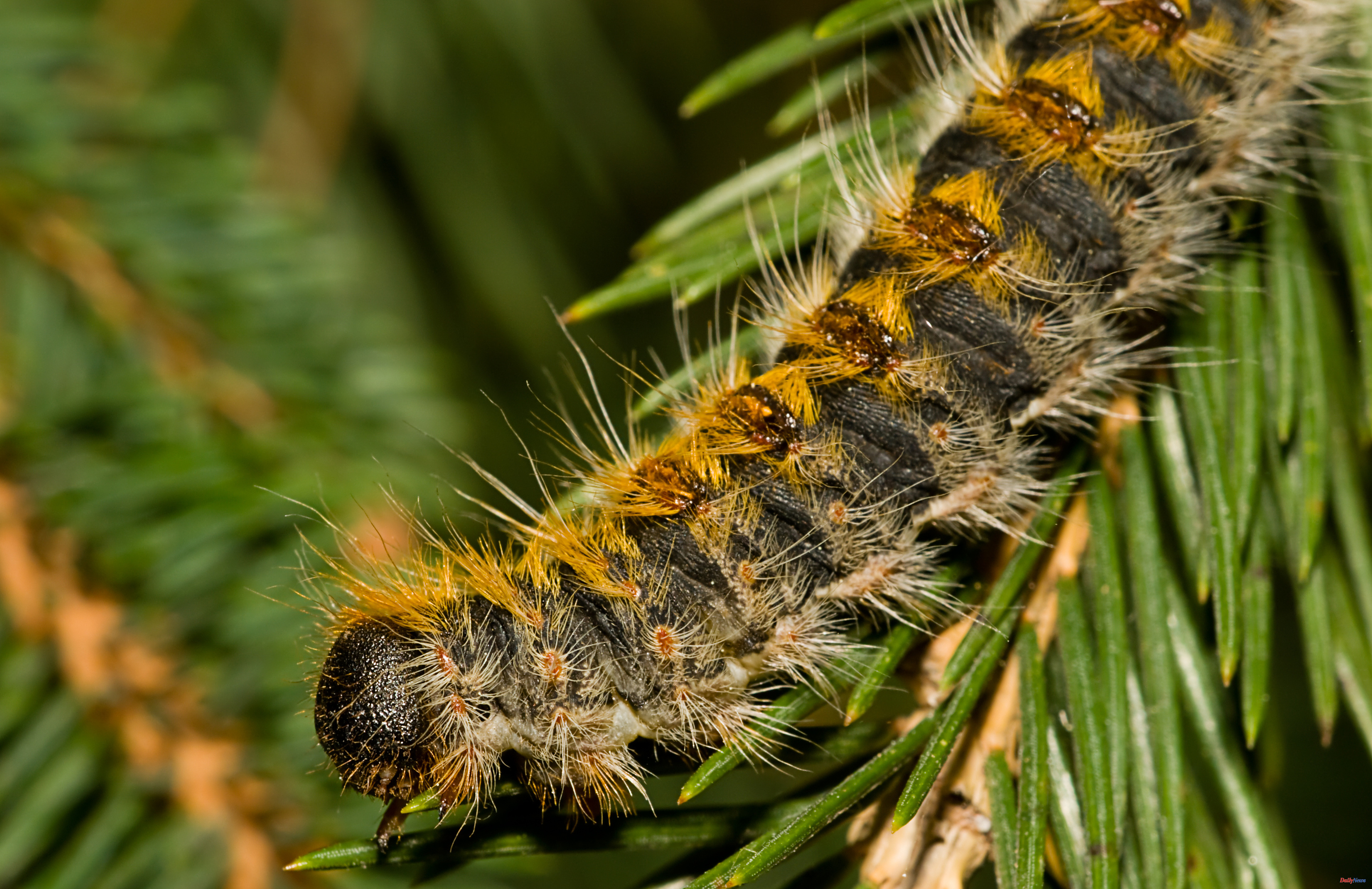 Processionary caterpillar pests: what it is, why it is dangerous and what to do if it comes into contact with your dog