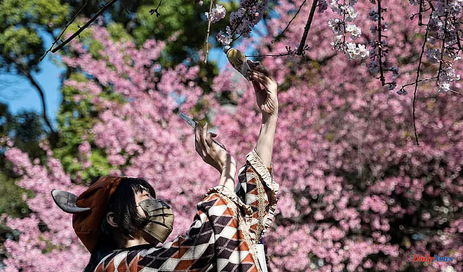 International New record: cherry blossoms in Tokyo ten days earlier than usual