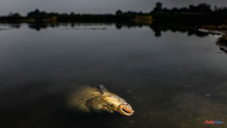 Report on the death of fish: Polish company protests innocence in the Oder conflict