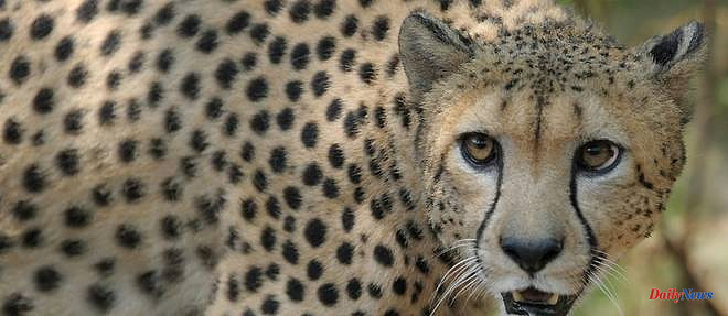 Cheetahs back in the wild in India after 70 years
