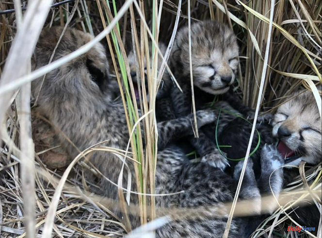 Four baby cheetahs born from Namibia in India, decades after species went extinct