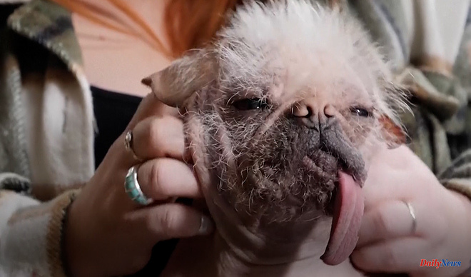 International Peggy, named the ugliest dog in the UK
