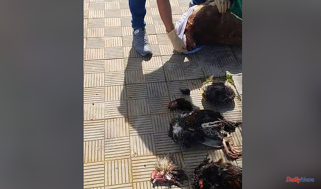 Spain Six decapitated animals appear on a street in Tenerife