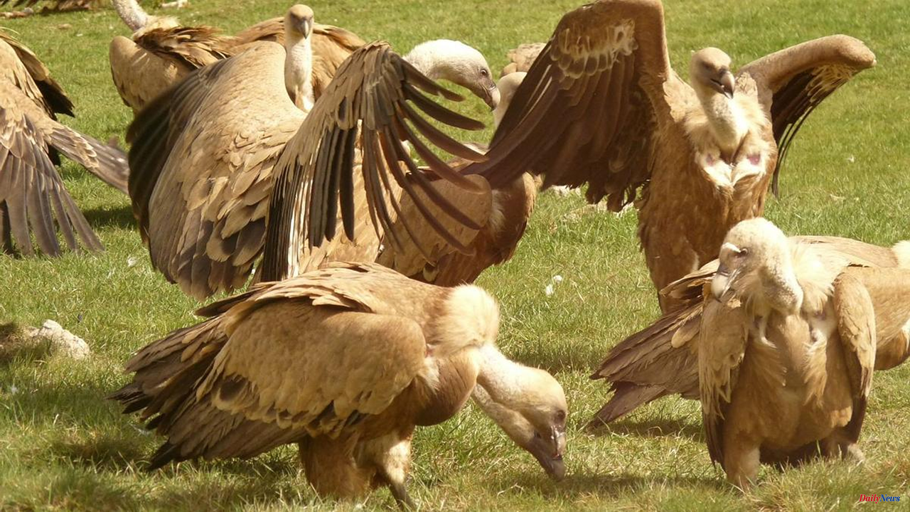 Science and health Bird flu antibodies detected in seven griffon vultures from Maestrazgo de Teruel