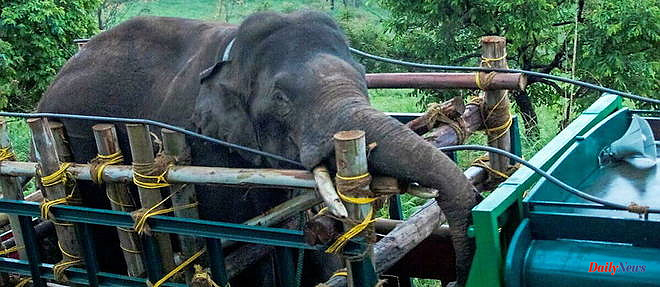 India: rice-eating elephant captured after years of hunting