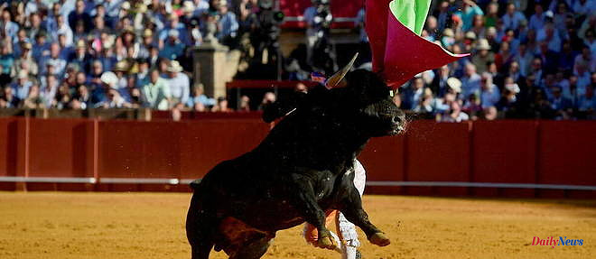 Spain: Parliamentarians put an end to the "bullfighting of the dwarfs"